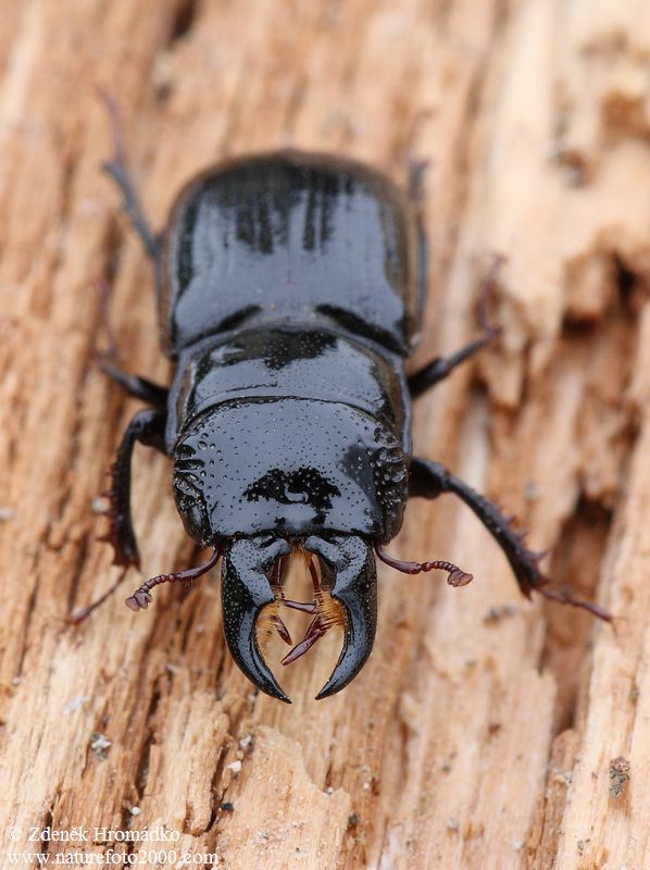 roháček jedlový, Ceruchus chrysomelinus, Scarabaeoidea, Lucanidae (Brouci, Coleoptera)